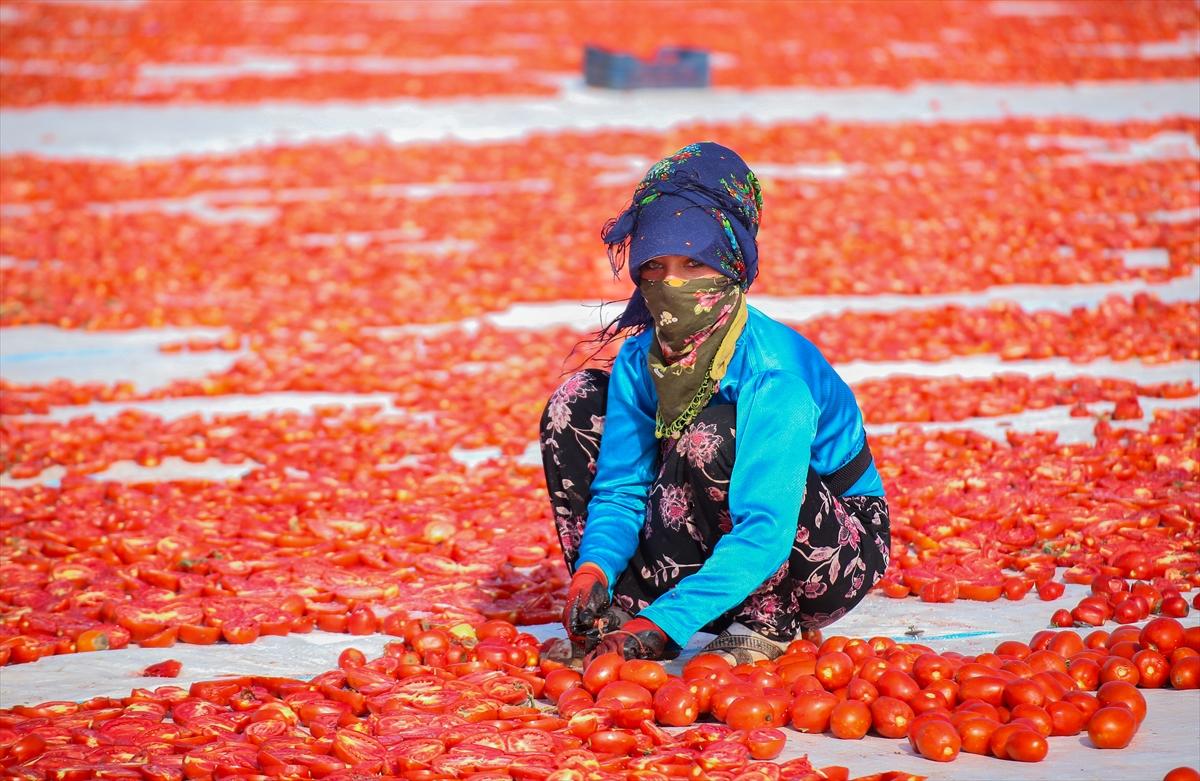 Diyarbakır'da domates kurutuma sezonu