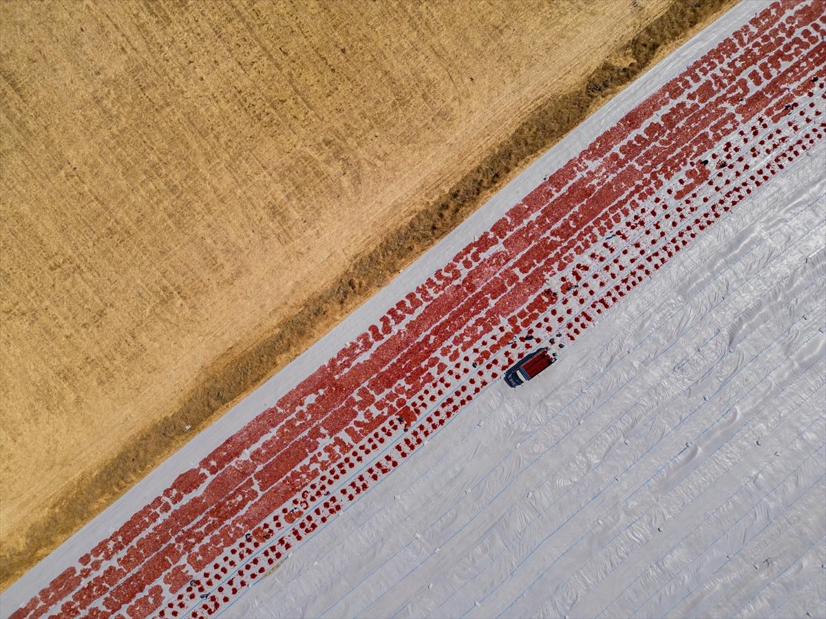 Diyarbakır'da domates kurutuma sezonu