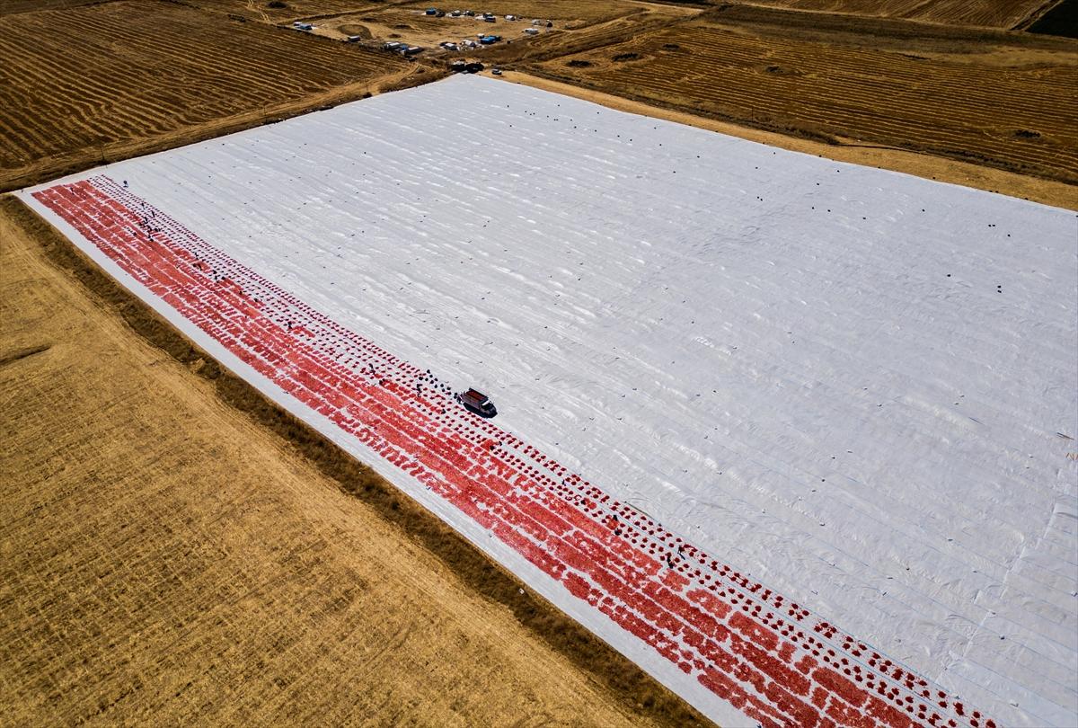 Diyarbakır'da domates kurutuma sezonu