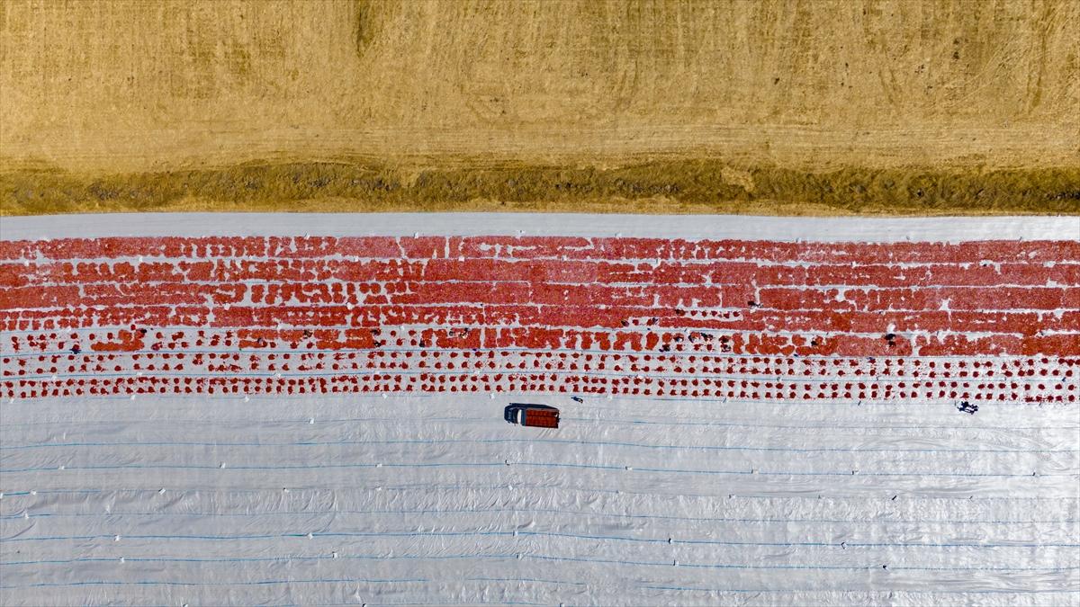 Diyarbakır'da domates kurutuma sezonu