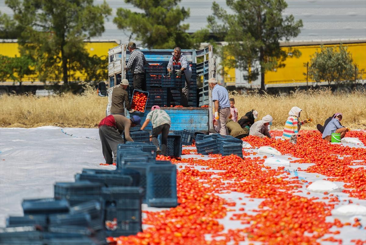 Diyarbakır'da domates kurutuma sezonu