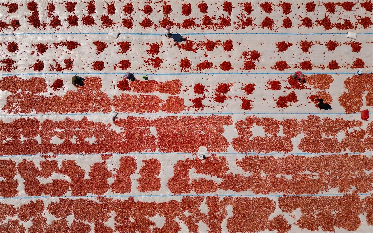 Diyarbakır'da domates kurutuma sezonu