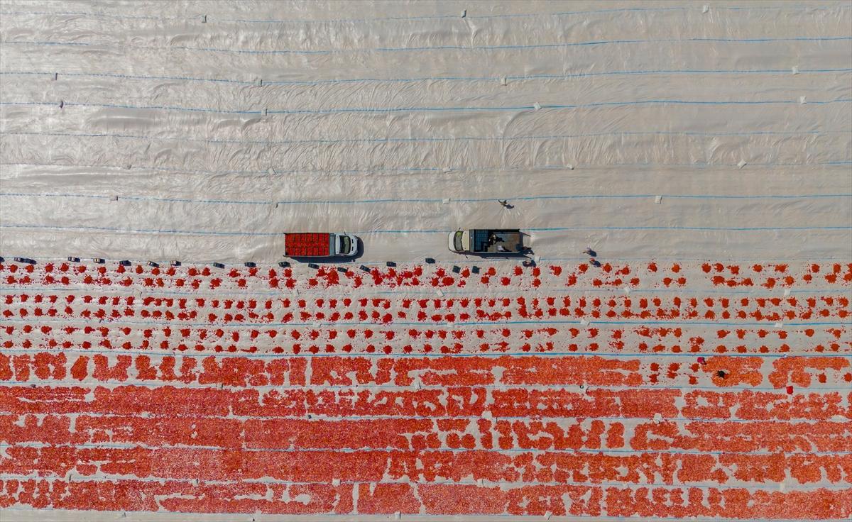 Diyarbakır'da domates kurutuma sezonu