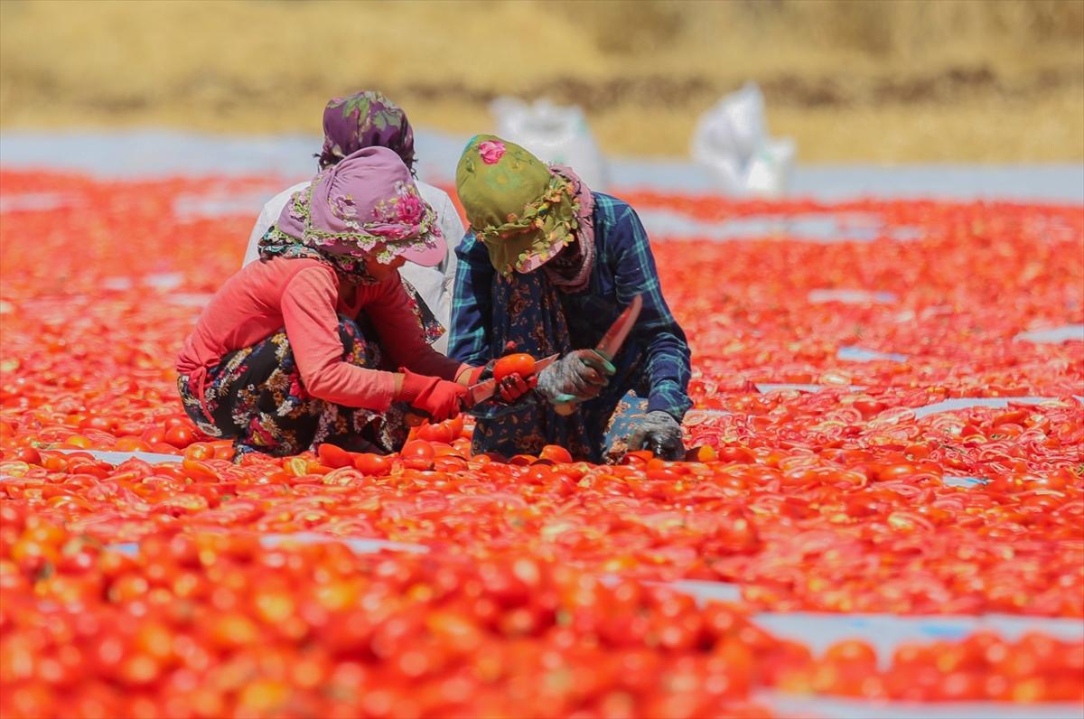 Diyarbakır'da domates kurutuma sezonu