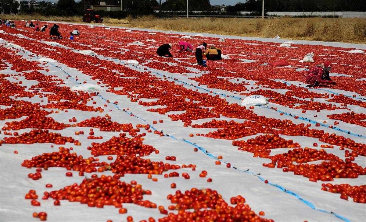 Diyarbakır'da domates kurutuma sezonu
