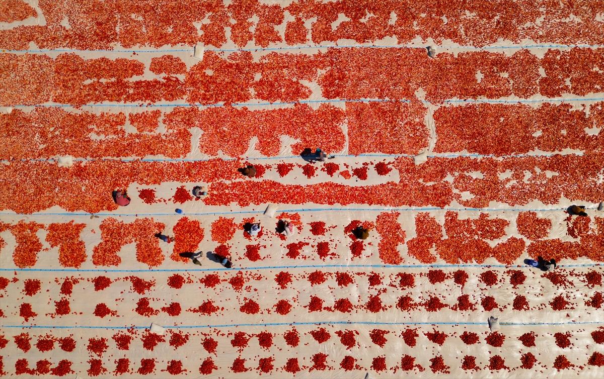 Diyarbakır'da domates kurutuma sezonu