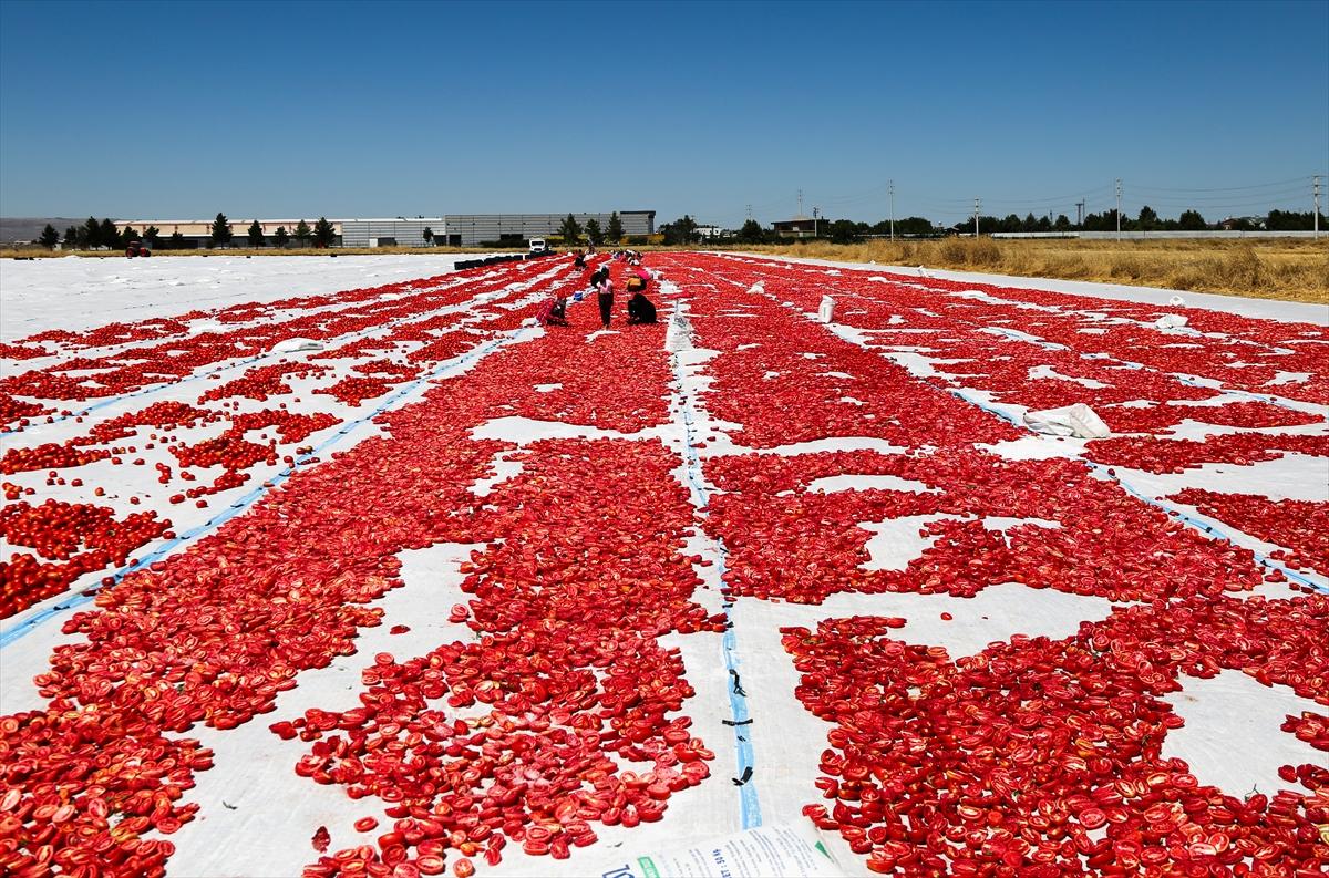 Diyarbakır'da domates kurutuma sezonu