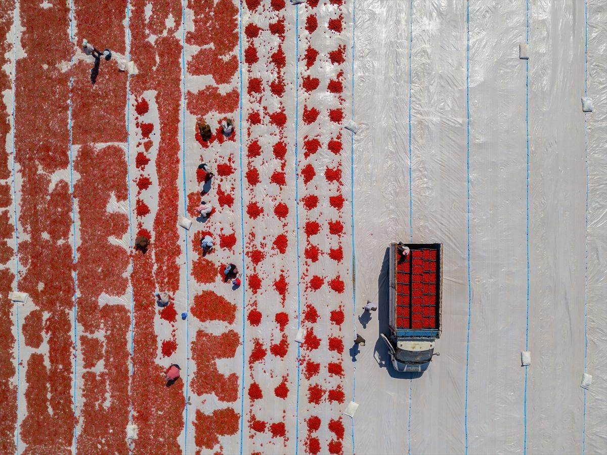 Diyarbakır'da domates kurutuma sezonu