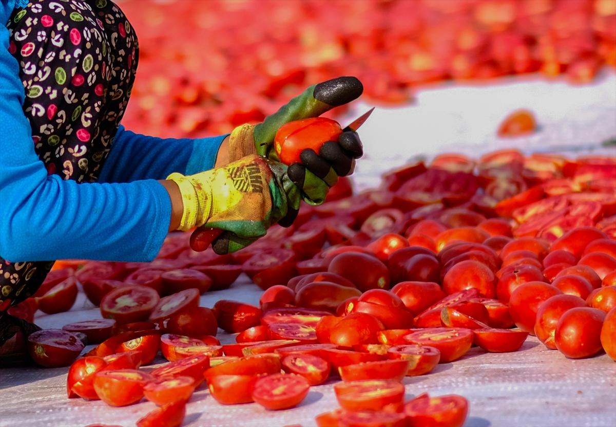 Diyarbakır'da domates kurutuma sezonu