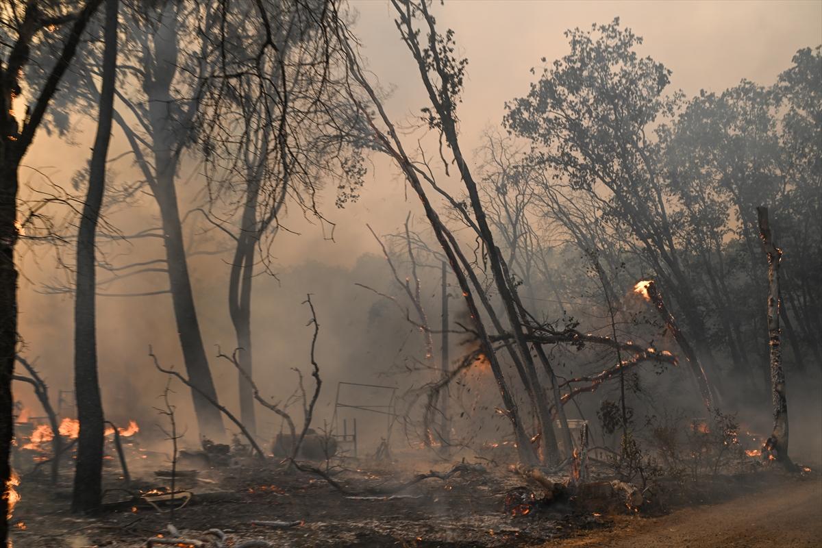 Kaliforniya'da orman yangınlarıyla mücadele