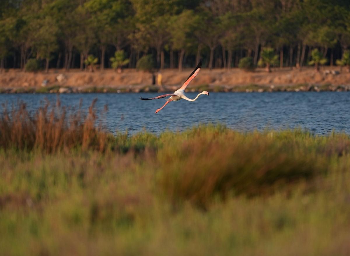 İzmir'in keşfedilmemiş güzelliği: Çakalburnu Lagünü