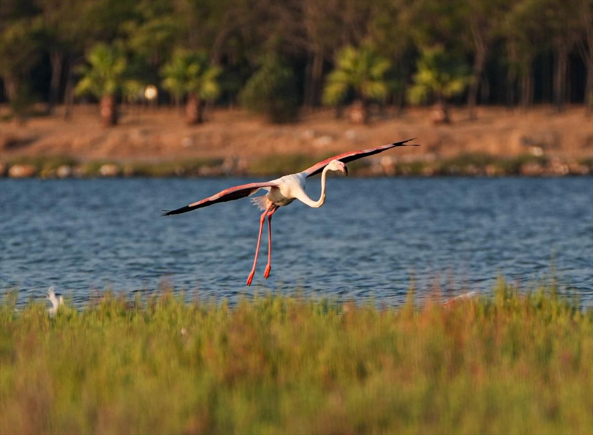 İzmir'in keşfedilmemiş güzelliği: Çakalburnu Lagünü