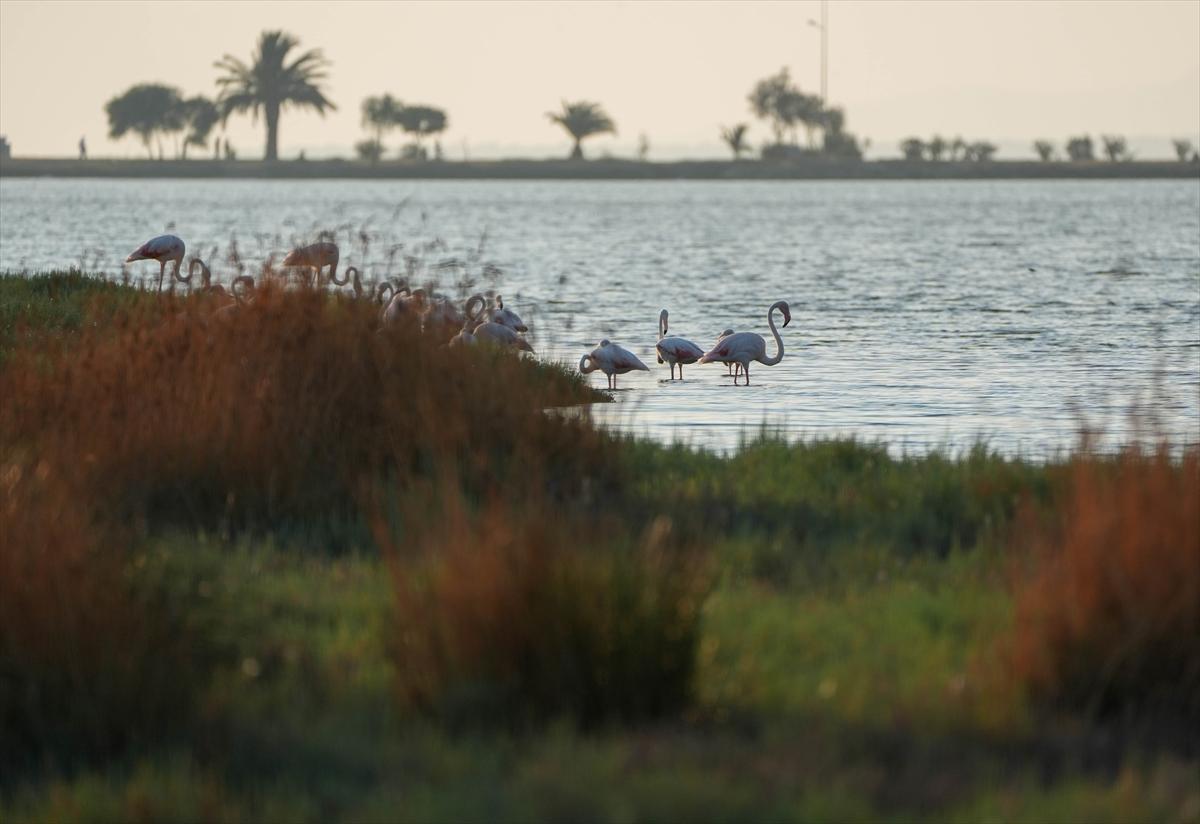 İzmir'in keşfedilmemiş güzelliği: Çakalburnu Lagünü