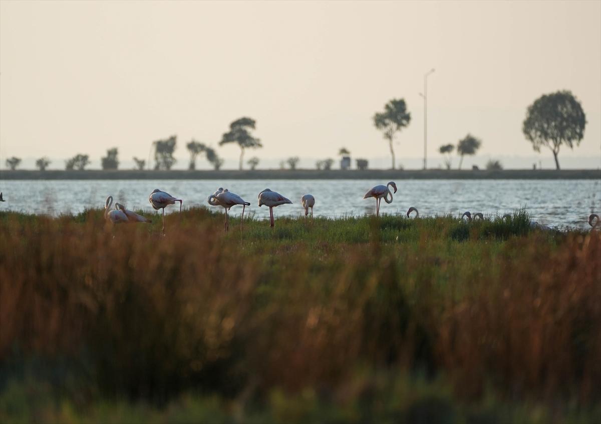 İzmir'in keşfedilmemiş güzelliği: Çakalburnu Lagünü