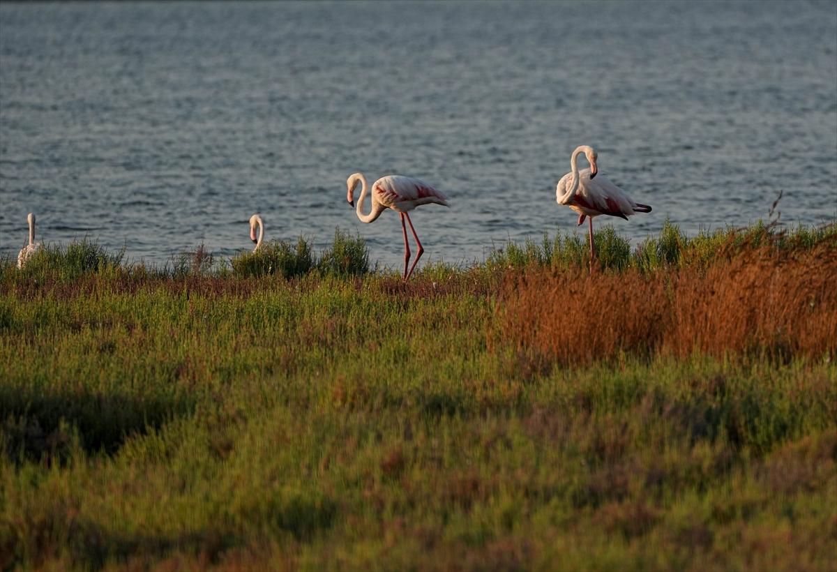 İzmir'in keşfedilmemiş güzelliği: Çakalburnu Lagünü