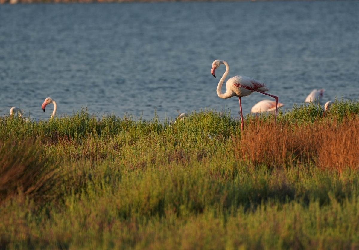 İzmir'in keşfedilmemiş güzelliği: Çakalburnu Lagünü