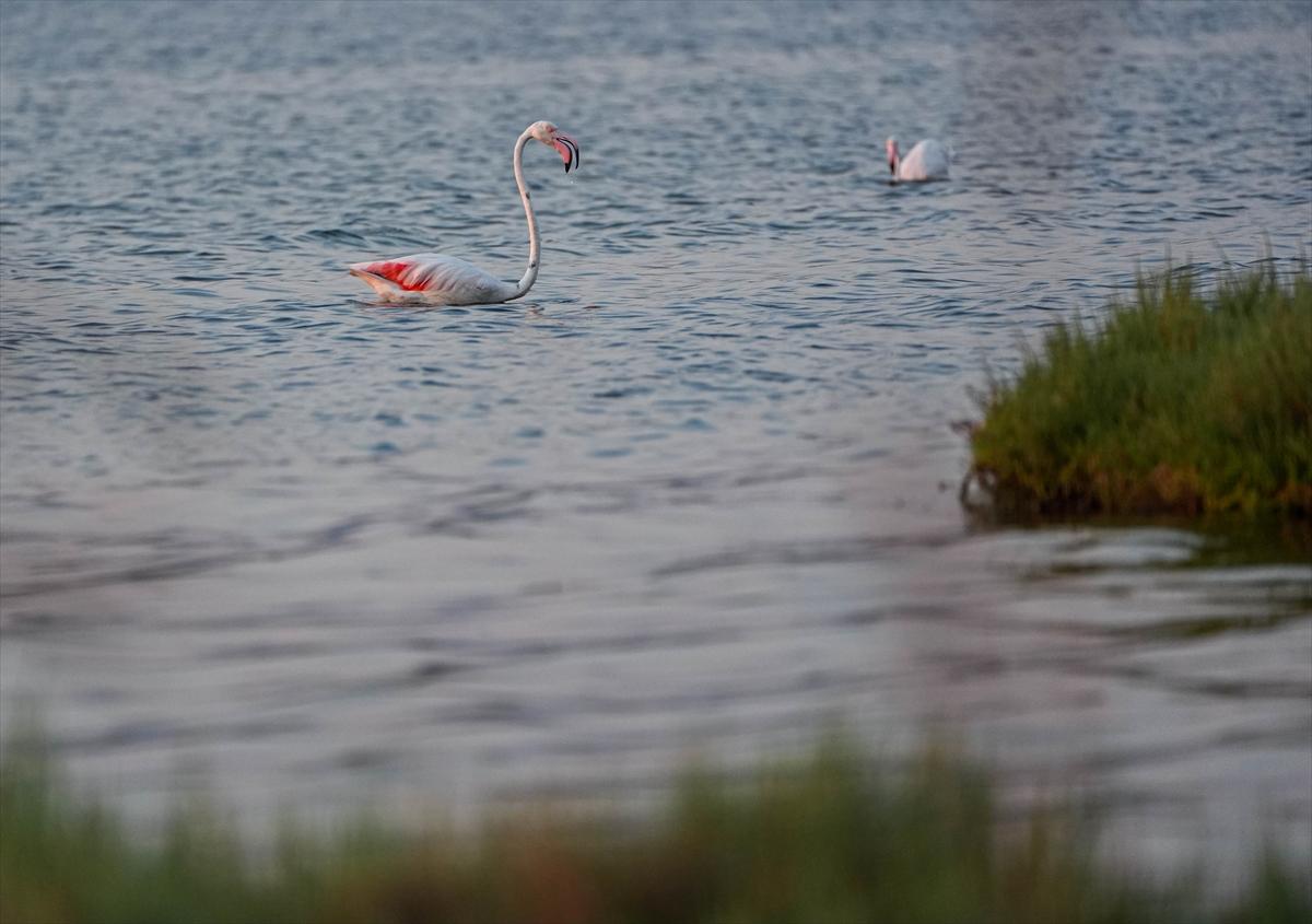 İzmir'in keşfedilmemiş güzelliği: Çakalburnu Lagünü