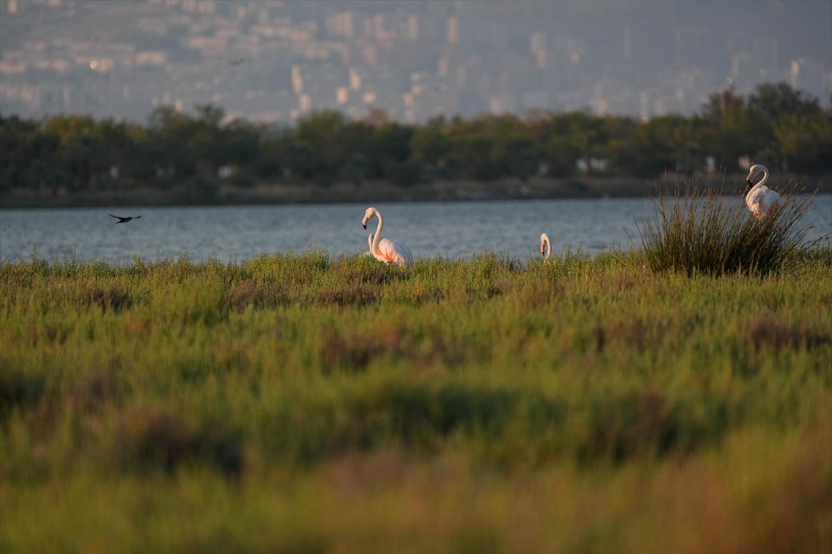 İzmir'in keşfedilmemiş güzelliği: Çakalburnu Lagünü