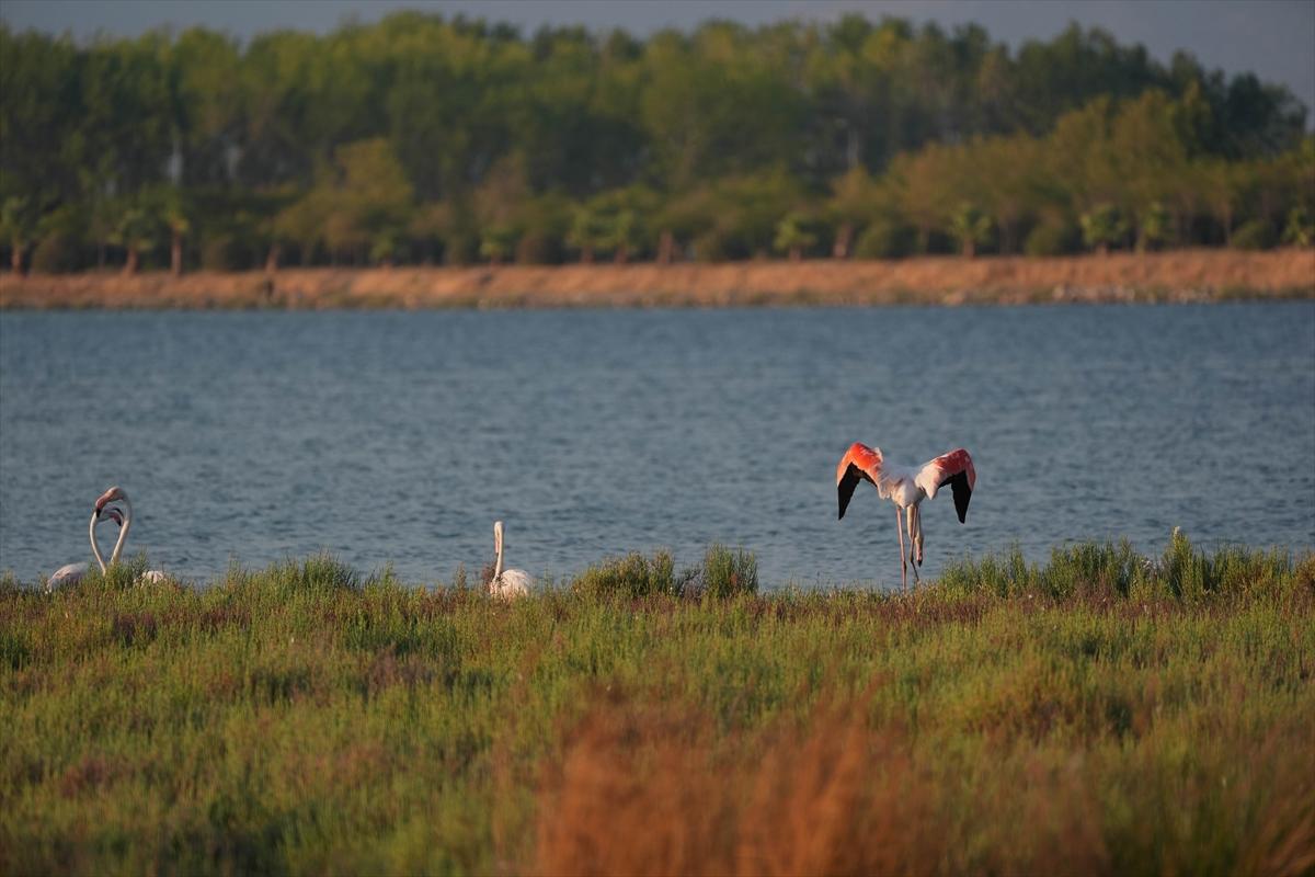İzmir'in keşfedilmemiş güzelliği: Çakalburnu Lagünü