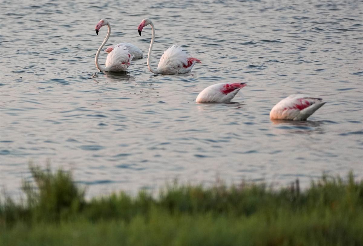 İzmir'in keşfedilmemiş güzelliği: Çakalburnu Lagünü