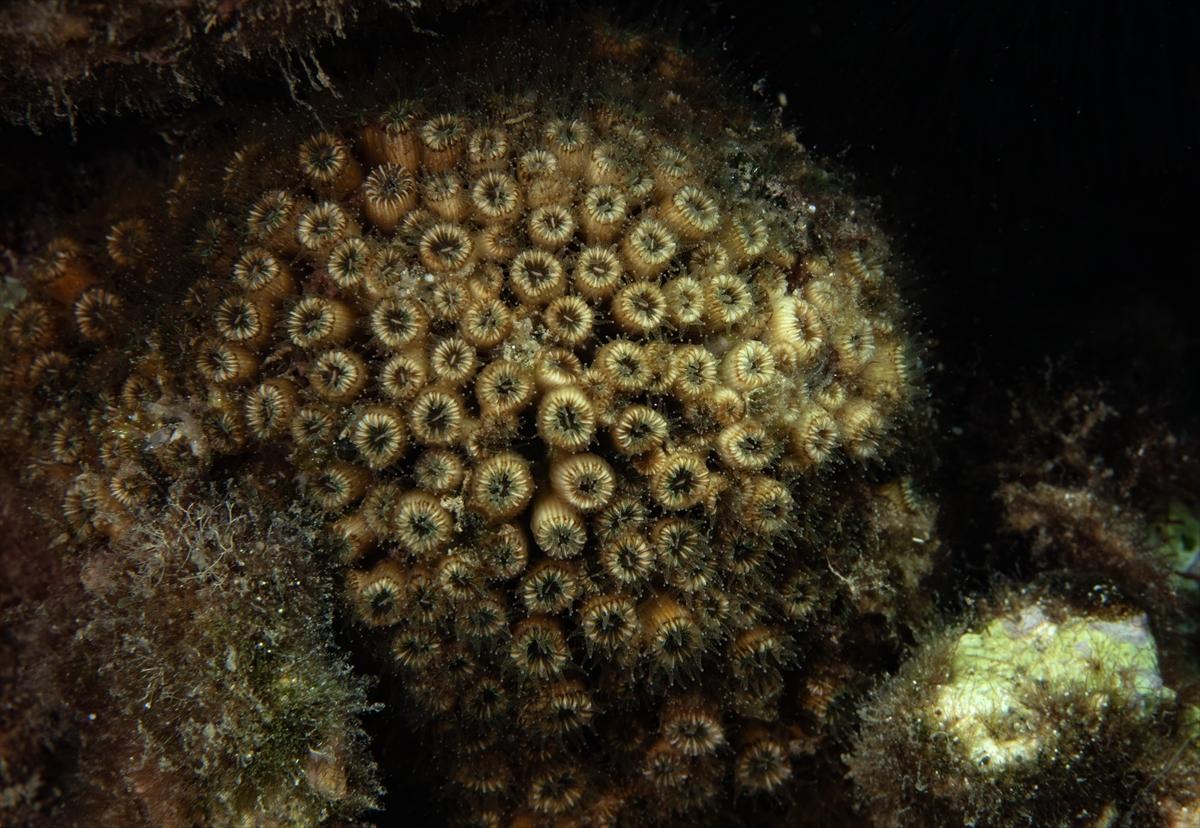İzmir'in büyüleyici su altı dünyası