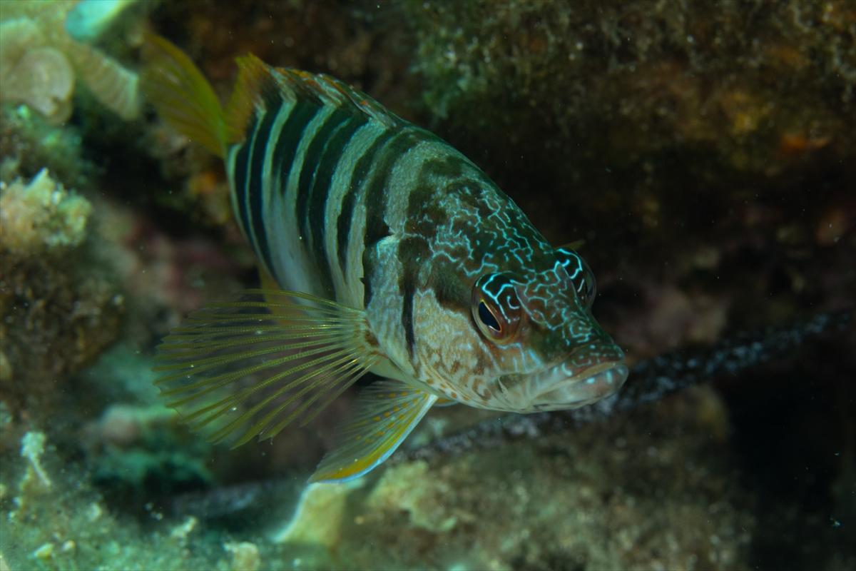 İzmir'in büyüleyici su altı dünyası