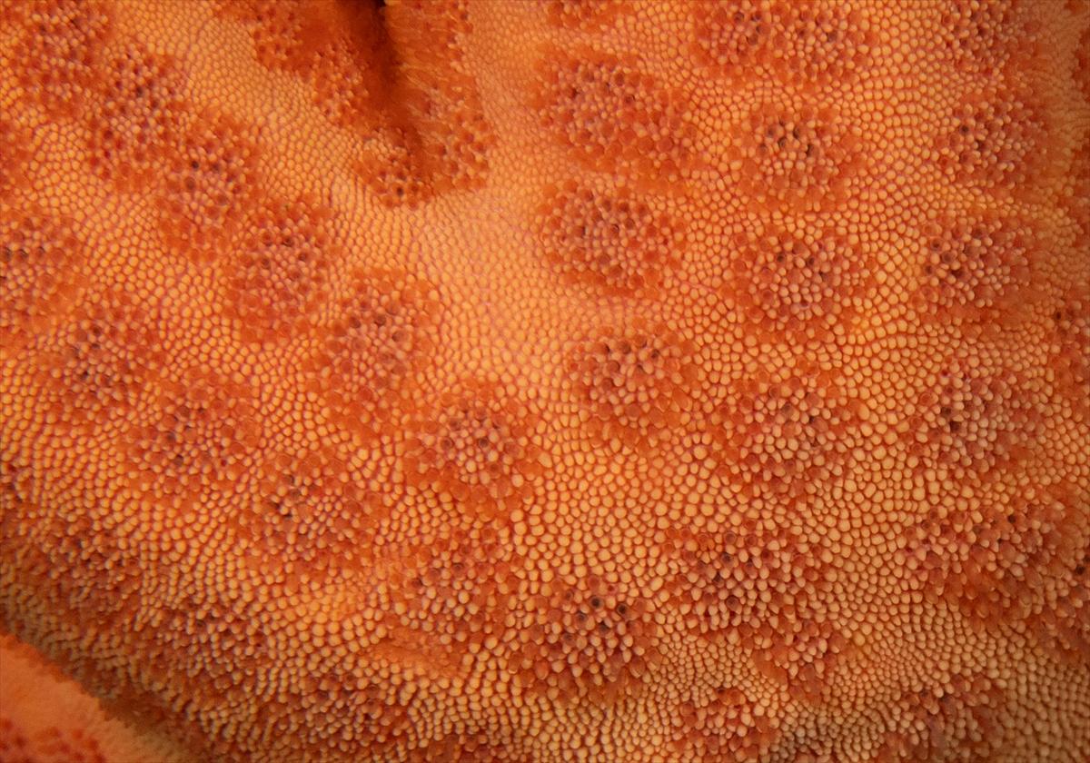 İzmir'in büyüleyici su altı dünyası