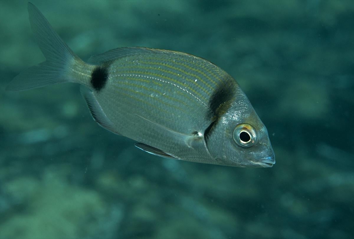 İzmir'in büyüleyici su altı dünyası