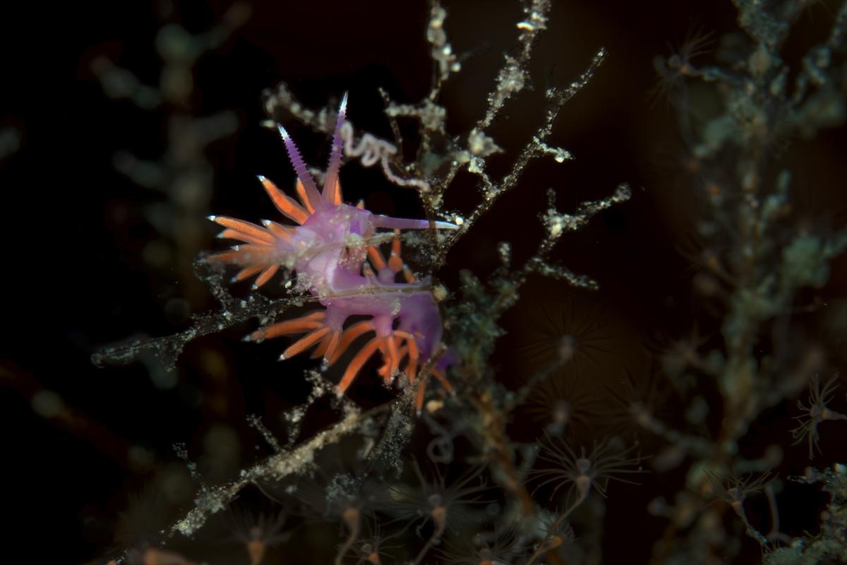 İzmir'in büyüleyici su altı dünyası