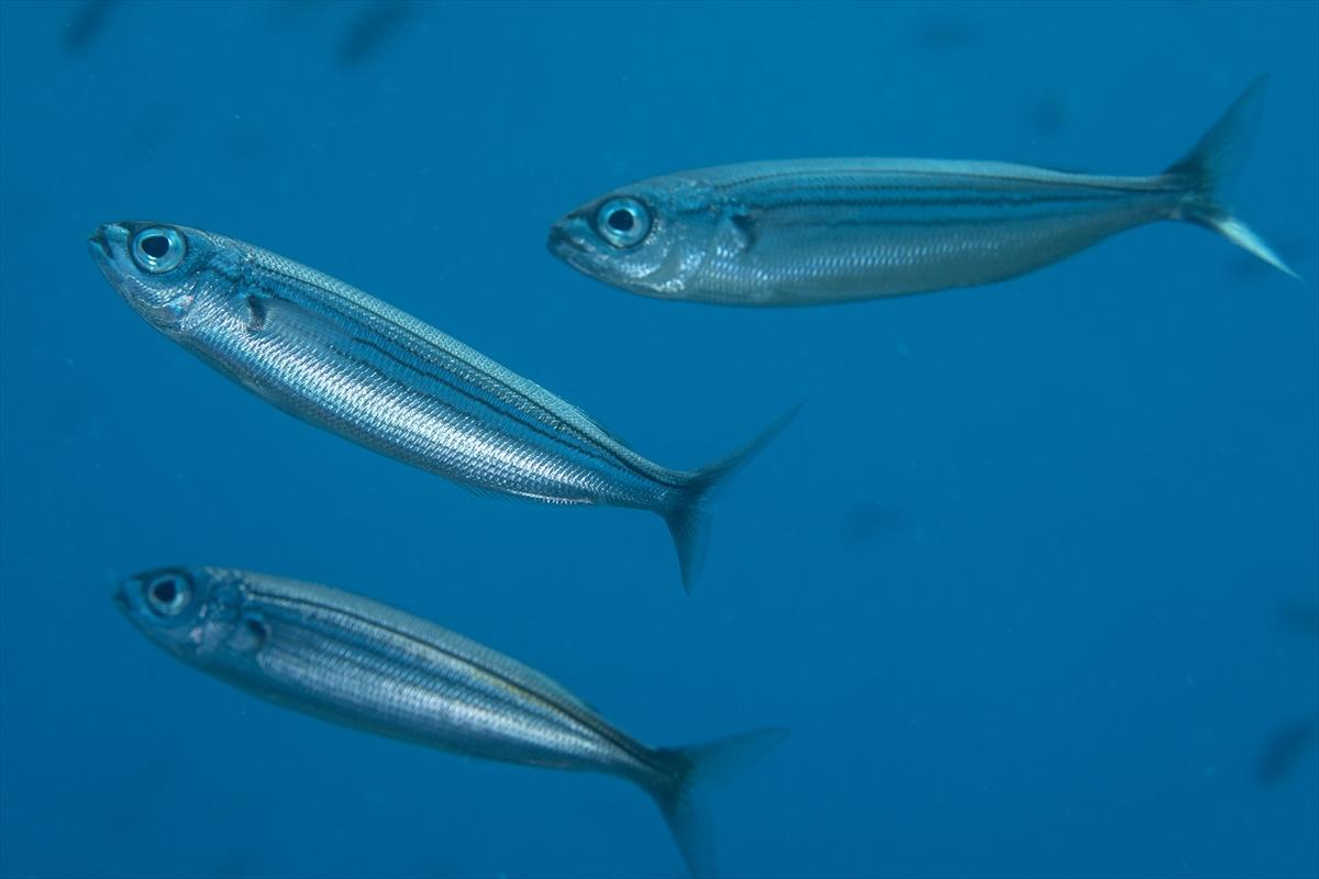 İzmir'in büyüleyici su altı dünyası