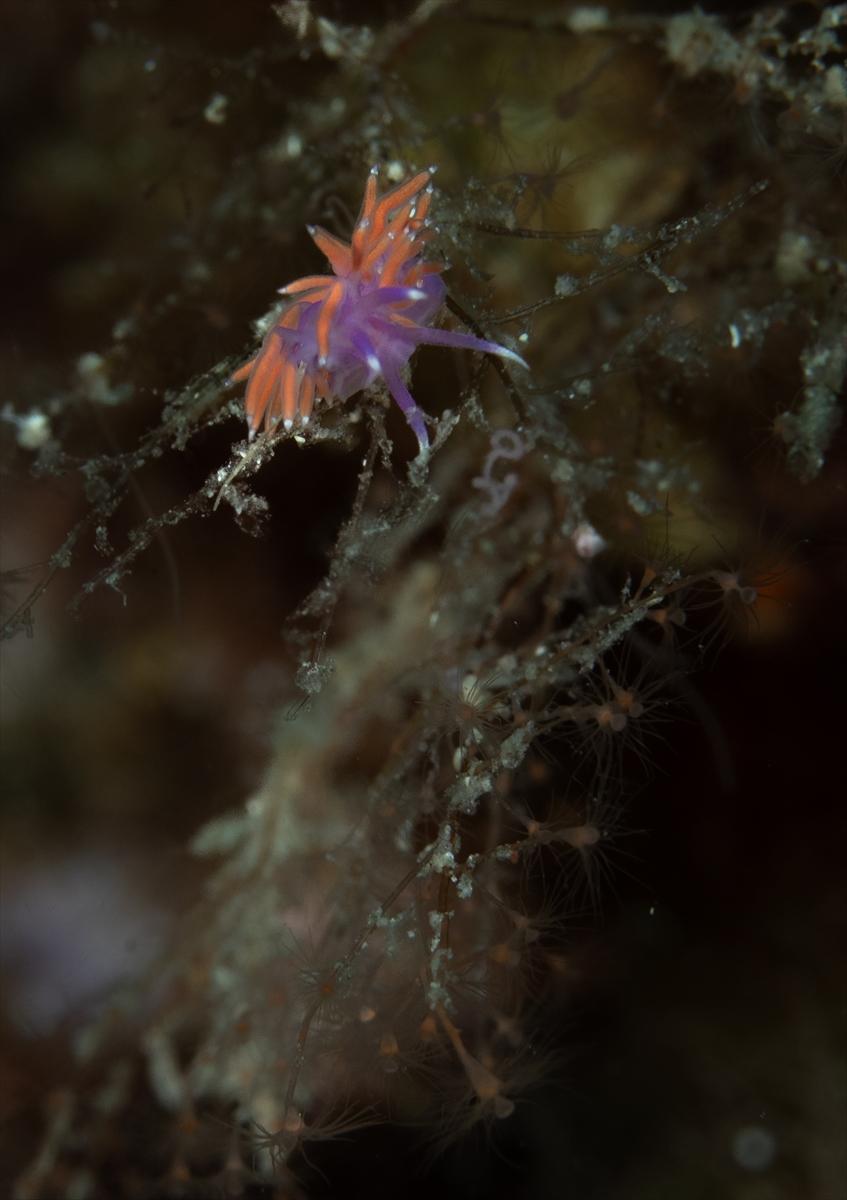İzmir'in büyüleyici su altı dünyası
