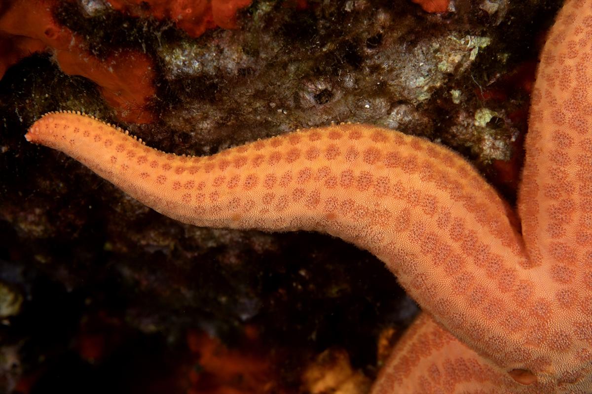 İzmir'in büyüleyici su altı dünyası