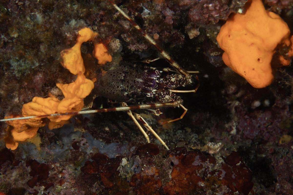 İzmir'in büyüleyici su altı dünyası