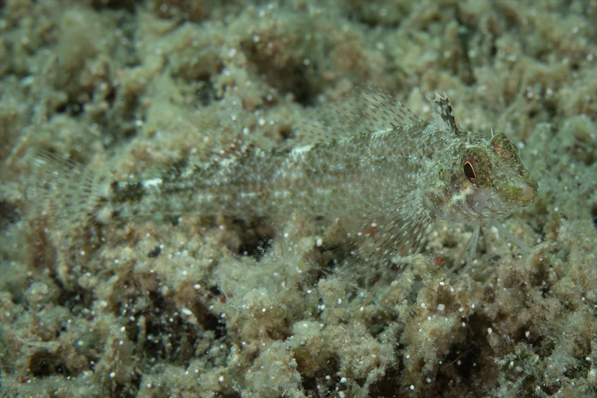 İzmir'in büyüleyici su altı dünyası