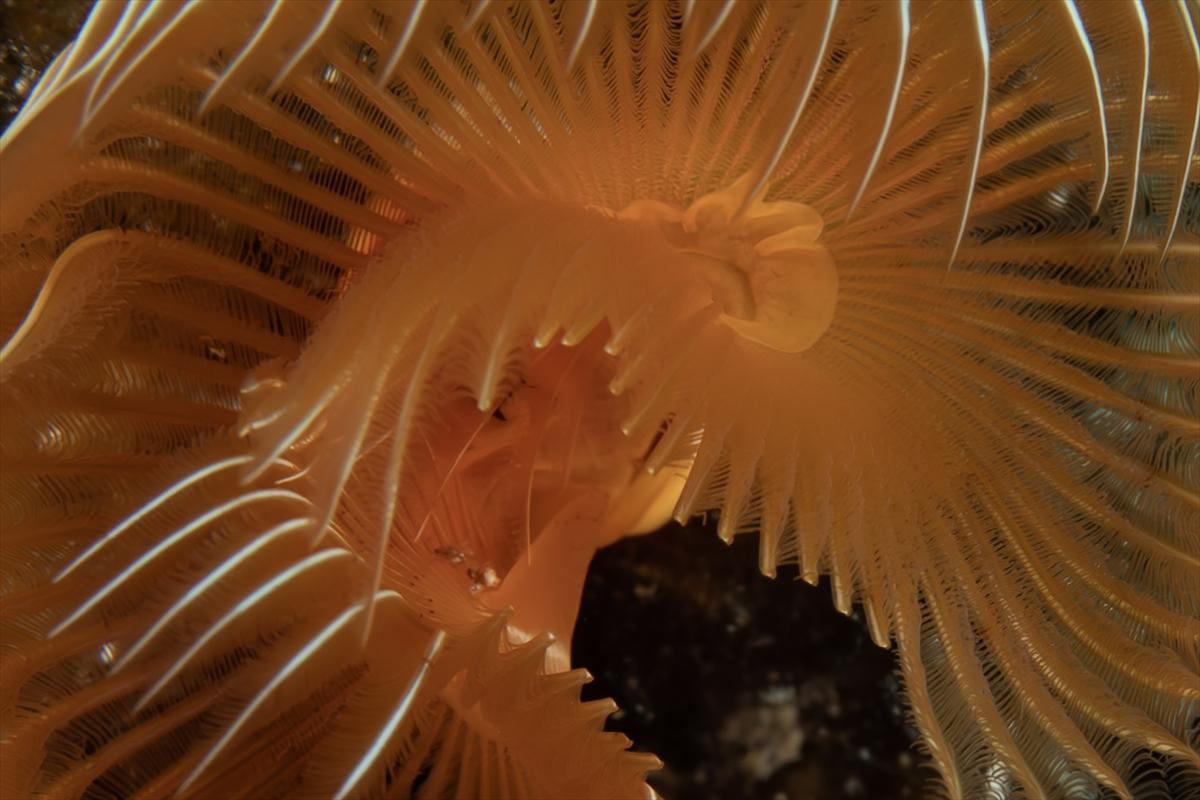 İzmir'in büyüleyici su altı dünyası