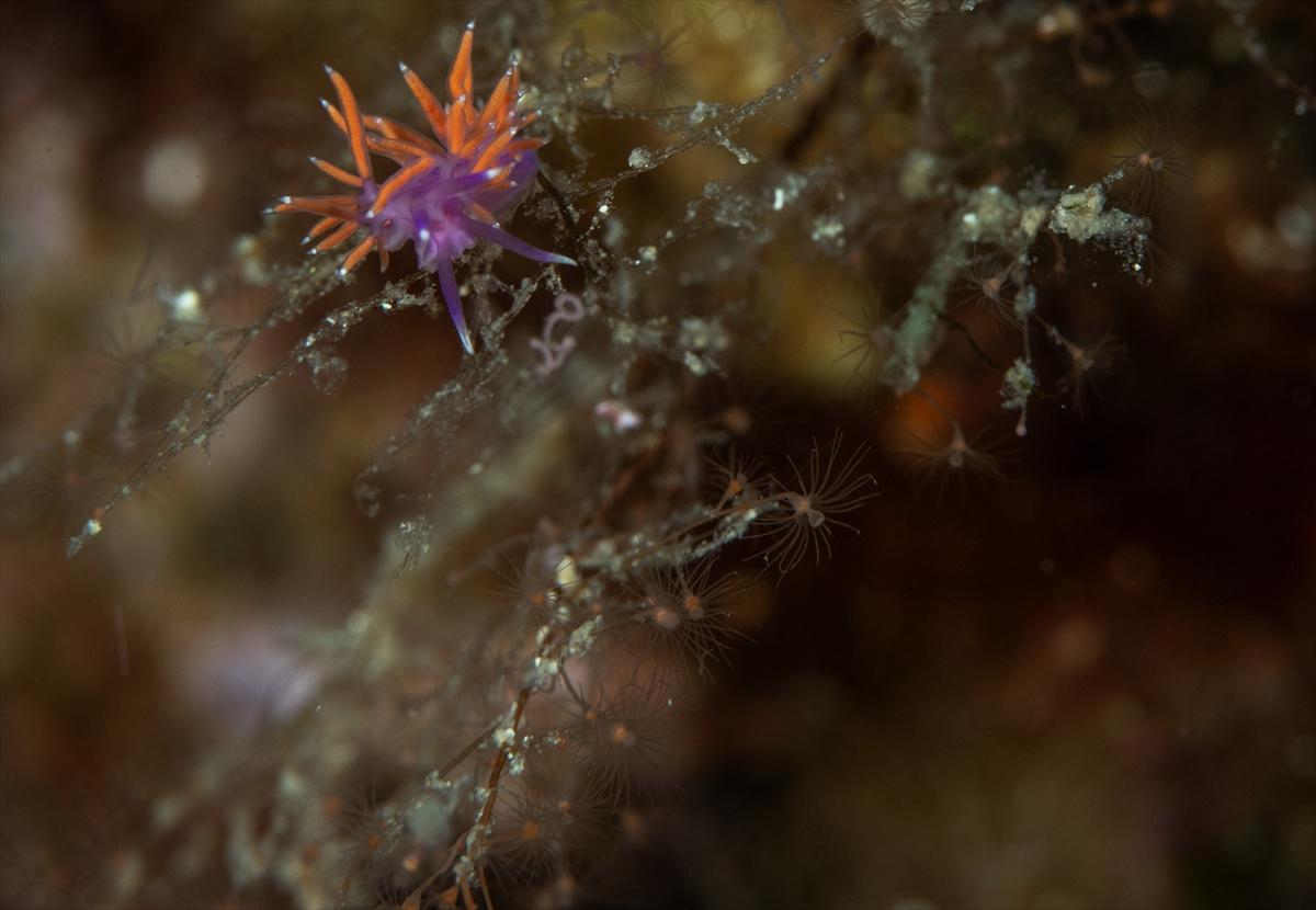 İzmir'in büyüleyici su altı dünyası