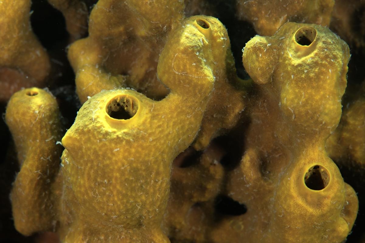 İzmir'in büyüleyici su altı dünyası