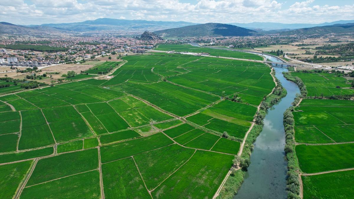 Pirinçte marka olan Osmancık'ta 20 bin ton çeltik rekoltesi bekleniyor
