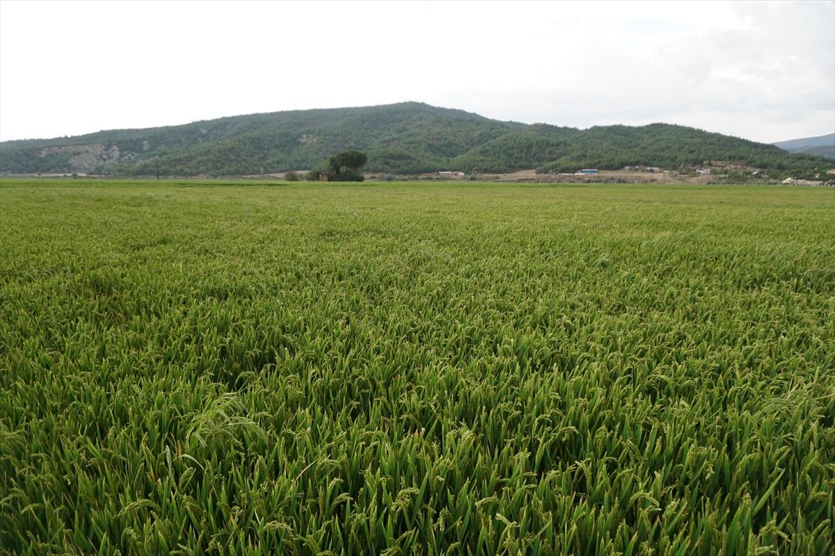 Pirinçte marka olan Osmancık'ta 20 bin ton çeltik rekoltesi bekleniyor