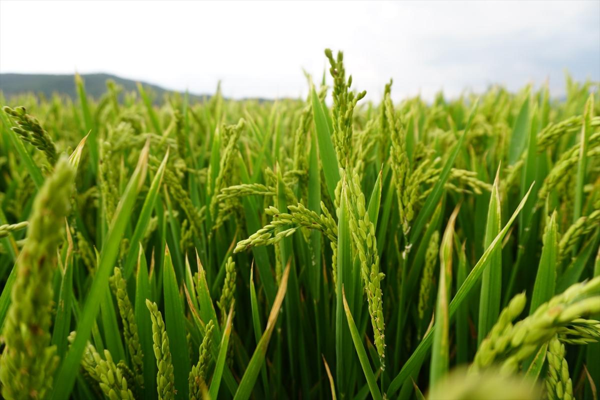 Pirinçte marka olan Osmancık'ta 20 bin ton çeltik rekoltesi bekleniyor
