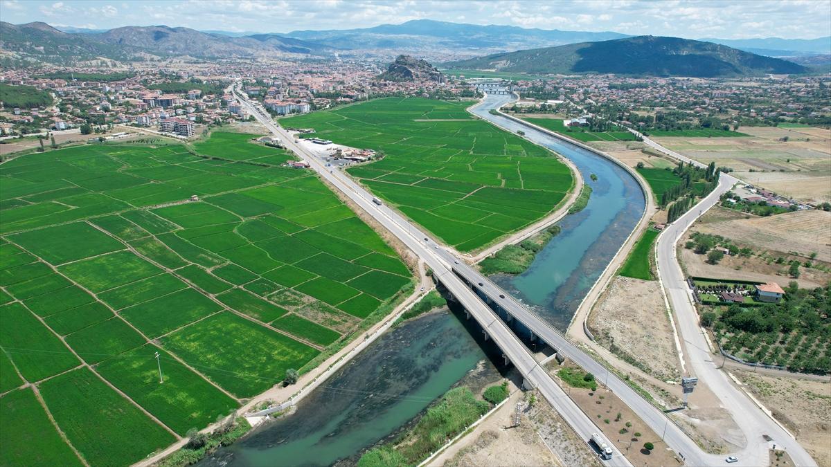 Pirinçte marka olan Osmancık'ta 20 bin ton çeltik rekoltesi bekleniyor