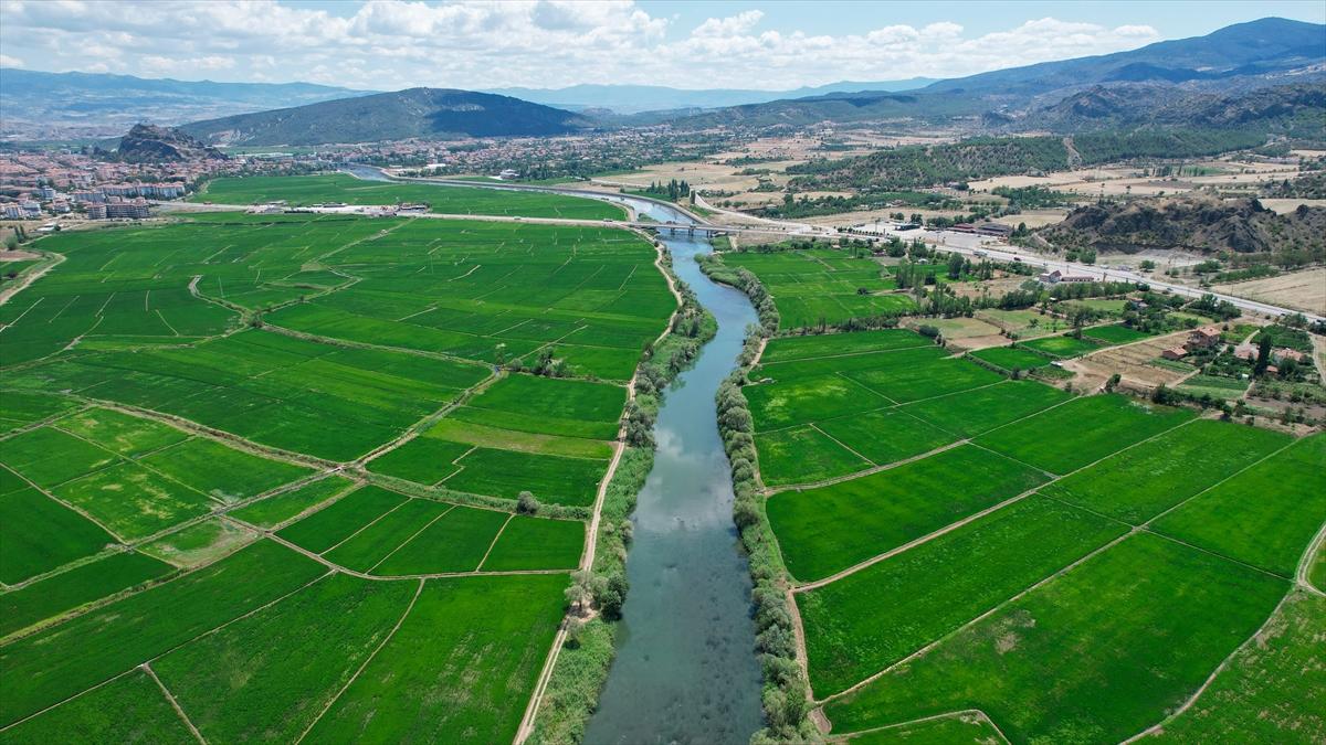 Pirinçte marka olan Osmancık'ta 20 bin ton çeltik rekoltesi bekleniyor