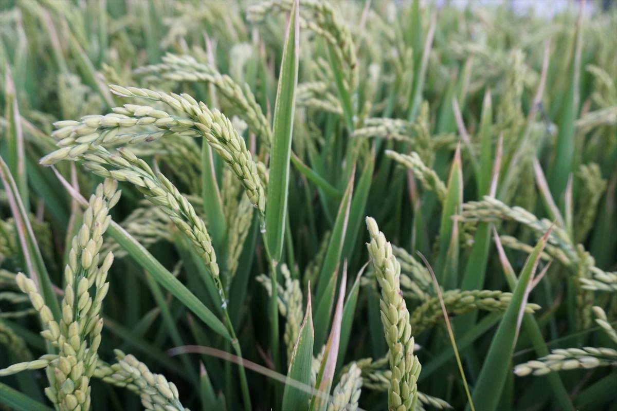 Pirinçte marka olan Osmancık'ta 20 bin ton çeltik rekoltesi bekleniyor