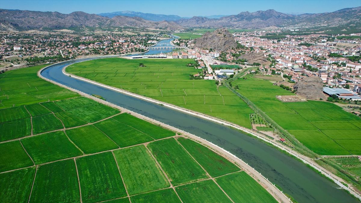 Pirinçte marka olan Osmancık'ta 20 bin ton çeltik rekoltesi bekleniyor