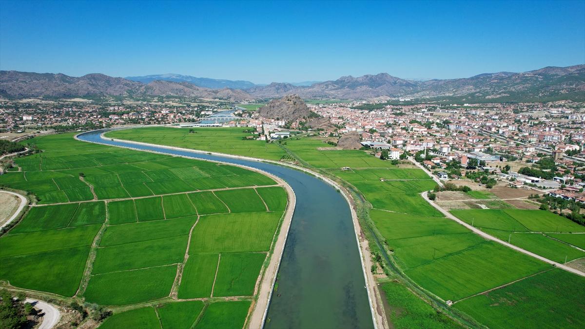 Pirinçte marka olan Osmancık'ta 20 bin ton çeltik rekoltesi bekleniyor