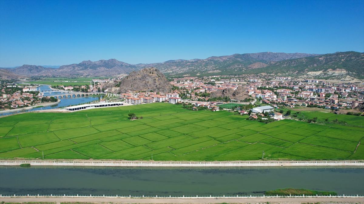 Pirinçte marka olan Osmancık'ta 20 bin ton çeltik rekoltesi bekleniyor