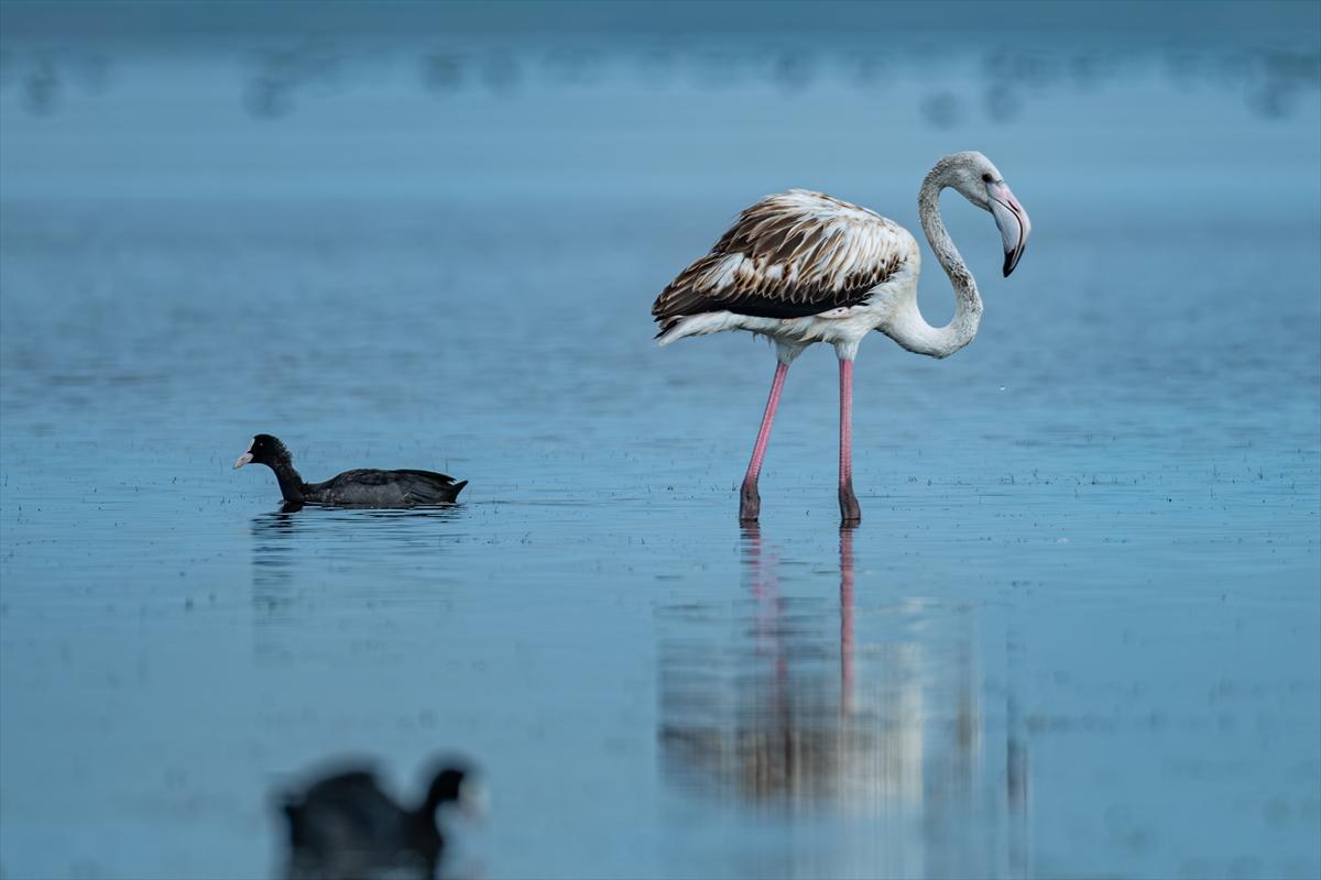 Flamingoların Adana'daki cenneti: Akyatan Lagünü