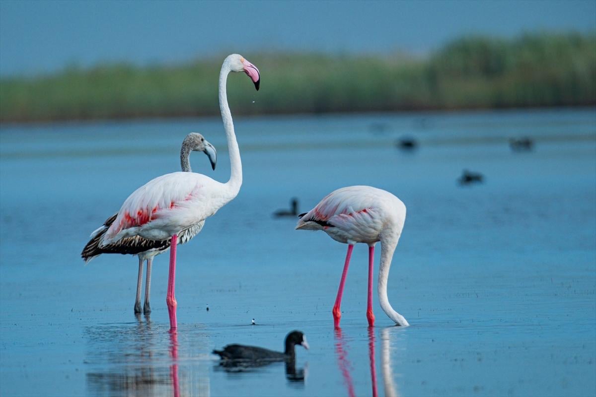 Flamingoların Adana'daki cenneti: Akyatan Lagünü