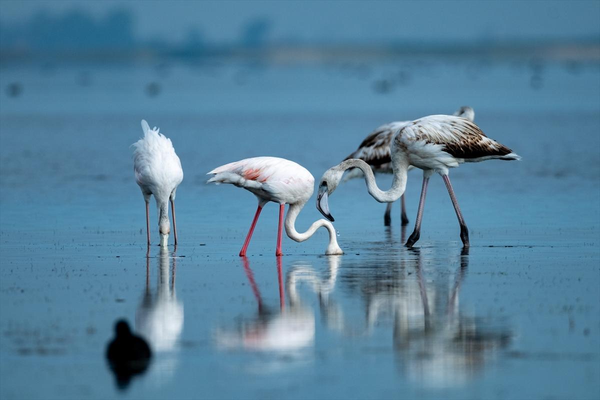 Flamingoların Adana'daki cenneti: Akyatan Lagünü