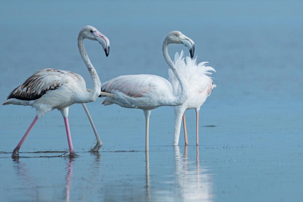 Flamingoların Adana'daki cenneti: Akyatan Lagünü